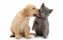 Mačke i Psi